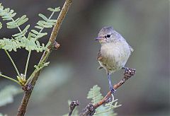 Northern Beardless-Tyrannulet